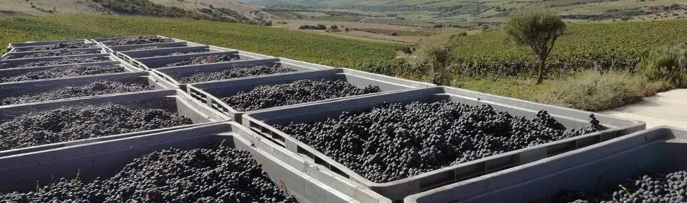 tenuta asinara