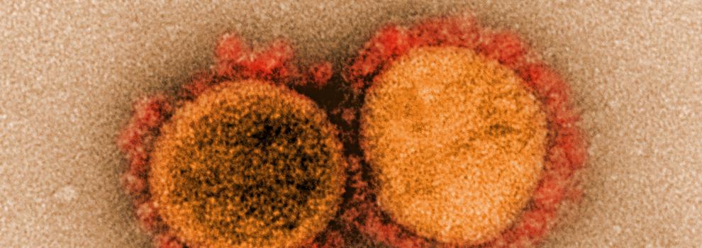 coronavirus macumere