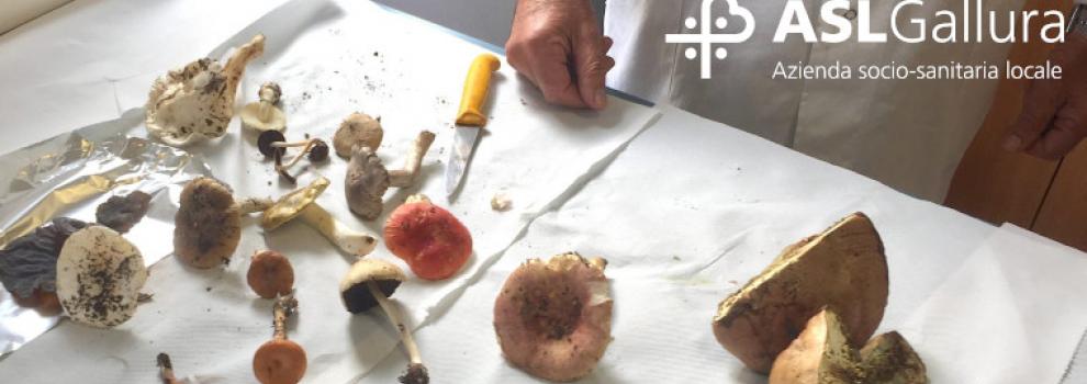 funghi gallura