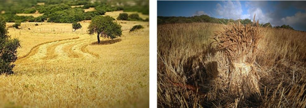 biodiversità