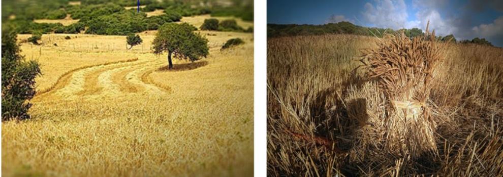 biodiversità