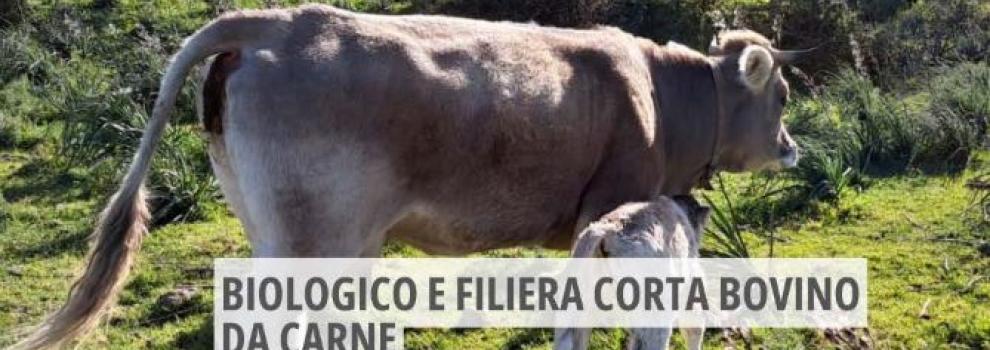 bovino bio