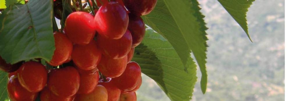 Osini  Sagra delle Ciliegie