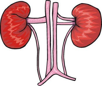 prevenzione_rene.jpg