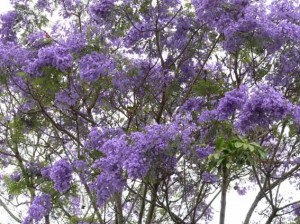 Un-errore-sradicare-le-tre-jacarande-300x224.jpg